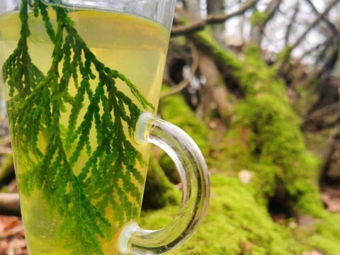 Foraging Conifer Needles + Cough Syrup Recipe