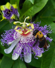 Load image into Gallery viewer, Passionflower Extract