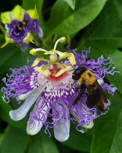 Passionflower Extract
